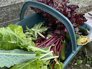 about food energetics. allotment trug