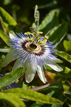 healthy mind. passiflora